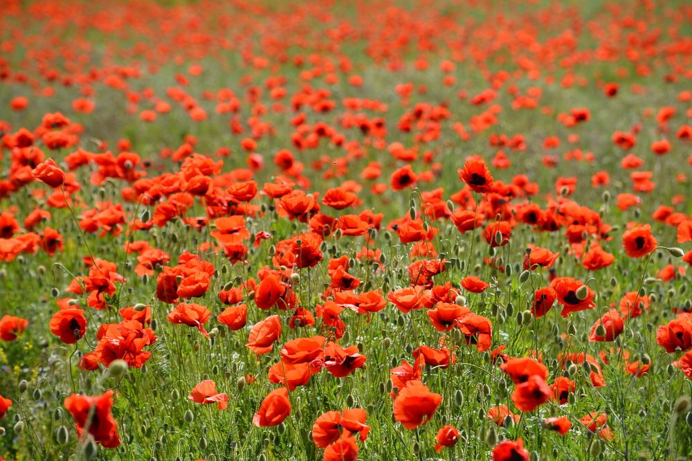 Photograph by Екатерина Крючкова