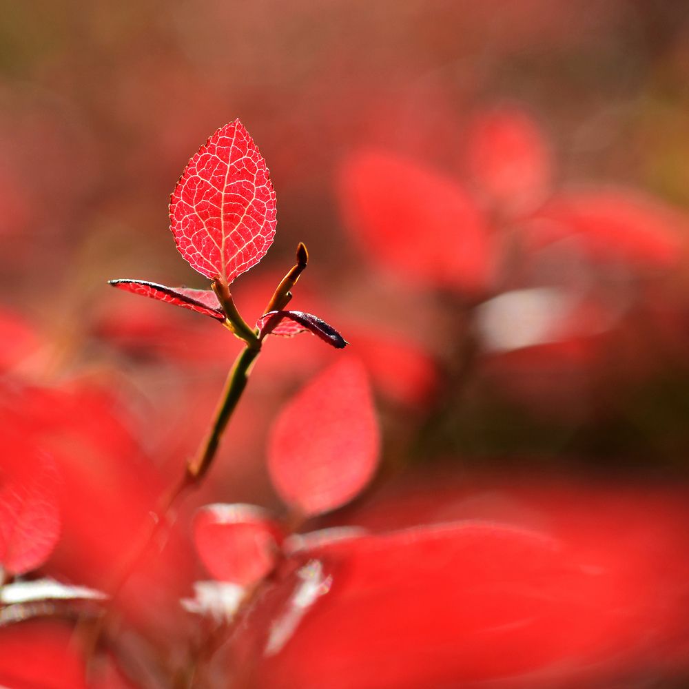 Photograph by Николай Кувшинов
