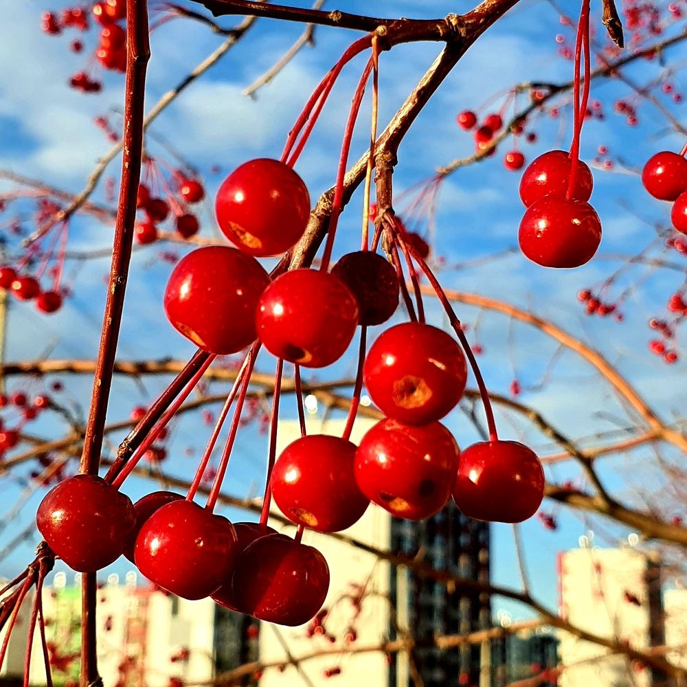 Красный цвет