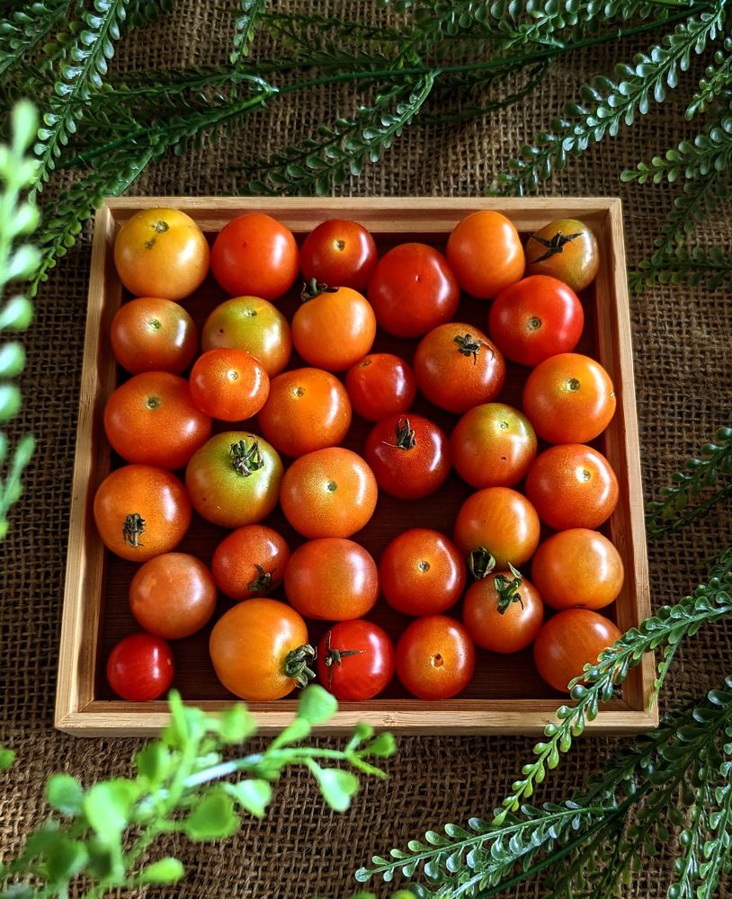 Photograph by Shaila Mahbub