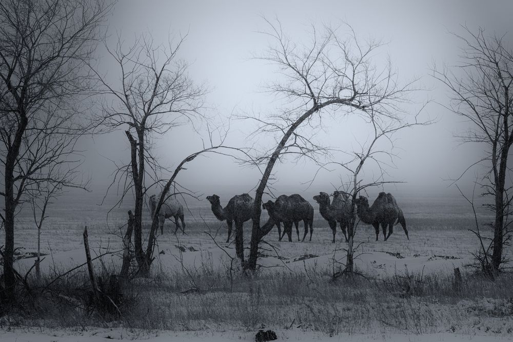 «Предводитель»