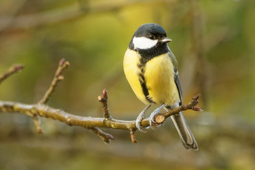 Photograph by zause01