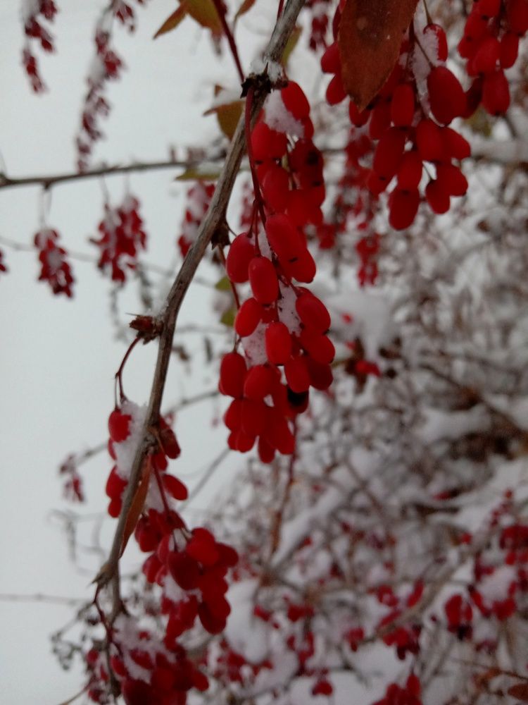 Photograph by Снежана Шепель