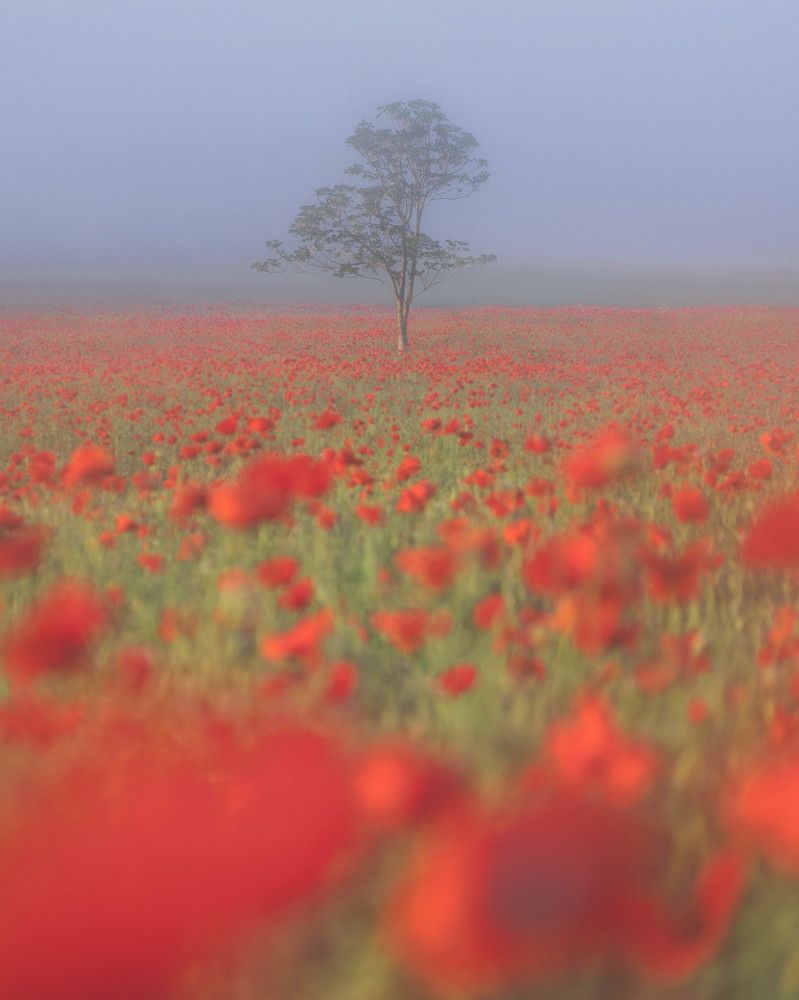 Photograph by Тая Михайлова