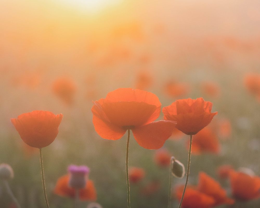 Photograph by Тая Михайлова