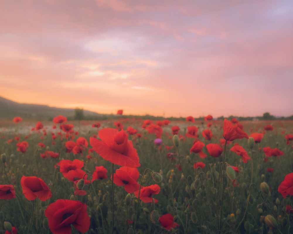 Photograph by Тая Михайлова