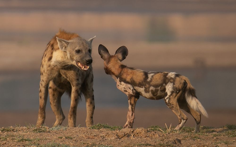 Photograph by Sabine Rozestraten