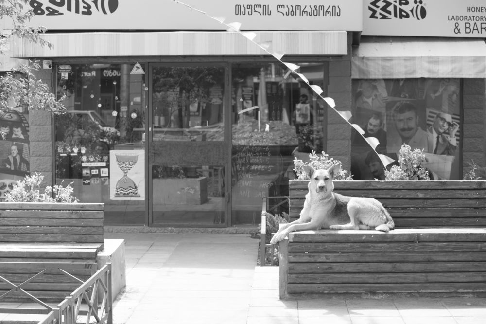 Photograph by Gurami Abdaladze