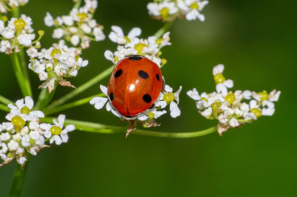 Photograph by Виталий Маслов