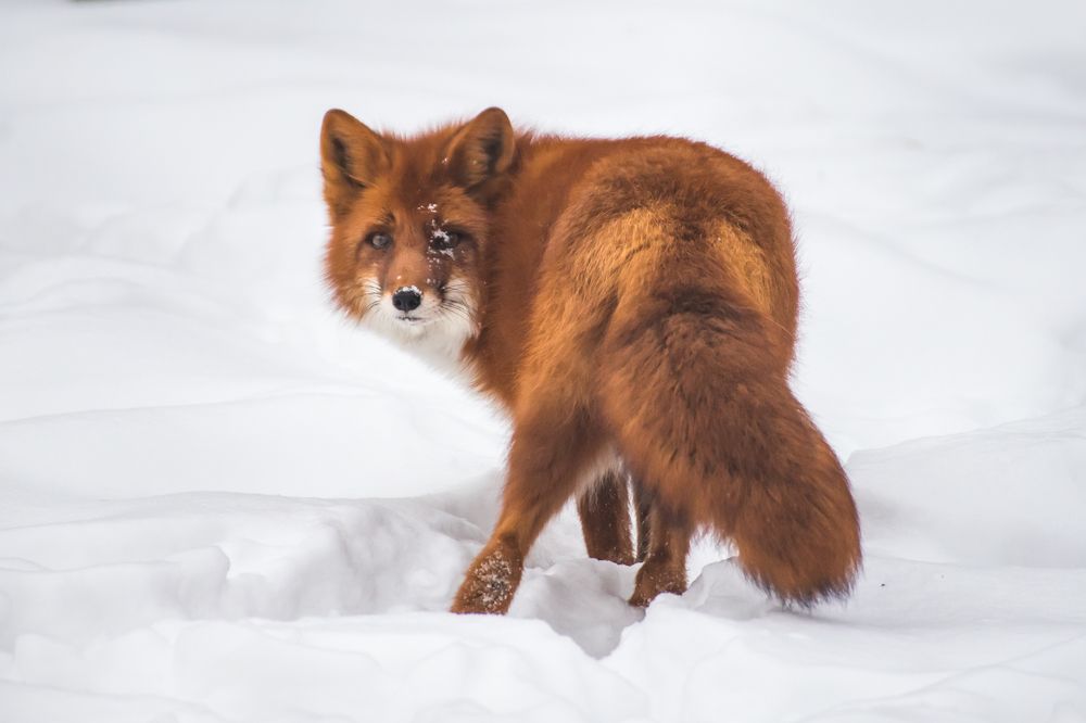 Photograph by Татьяна Гладкова