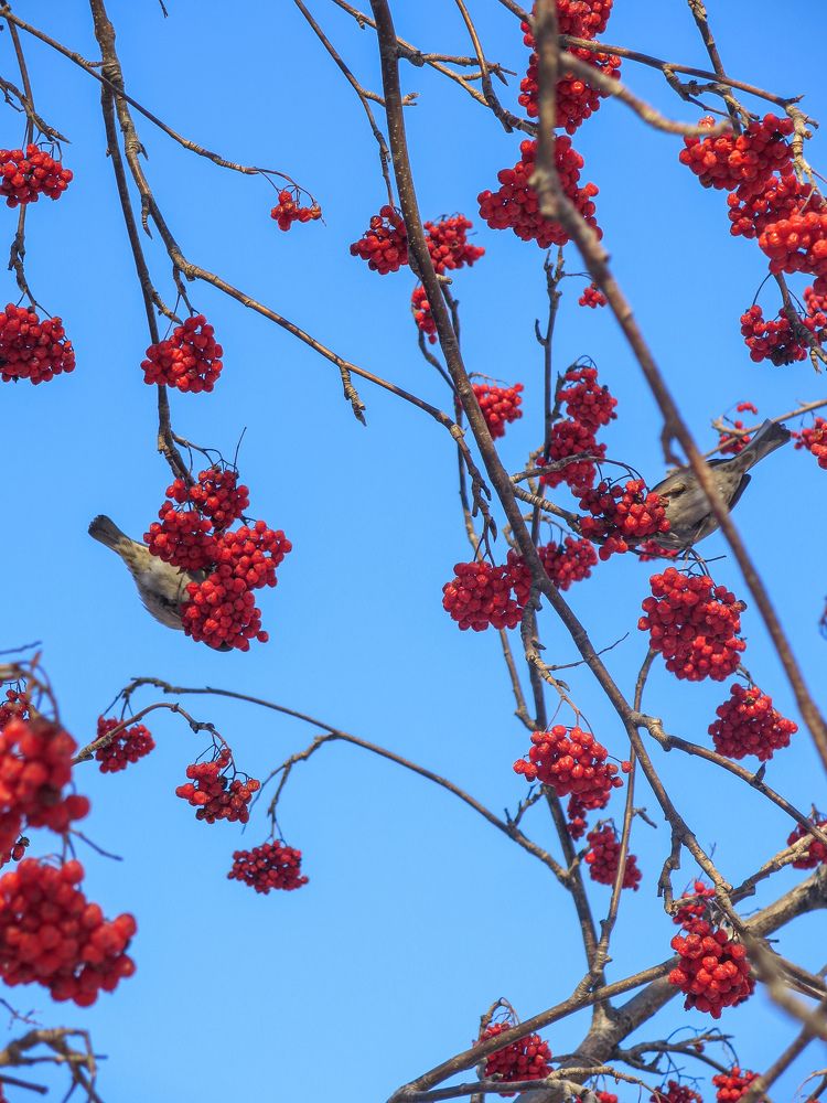 Рябиновые гроздья