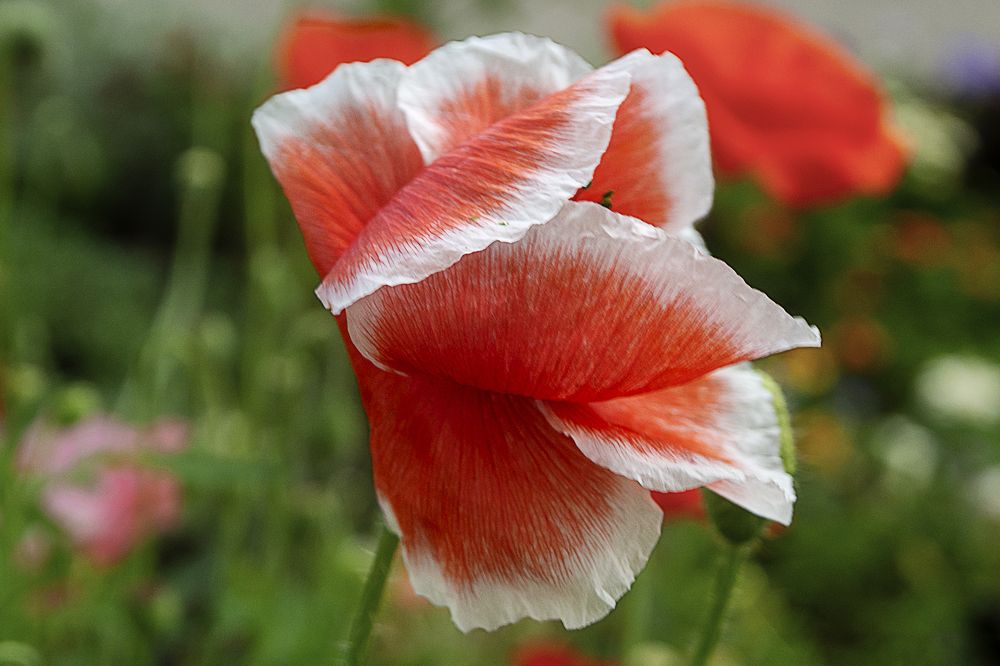 Photograph by Сергей Киселев