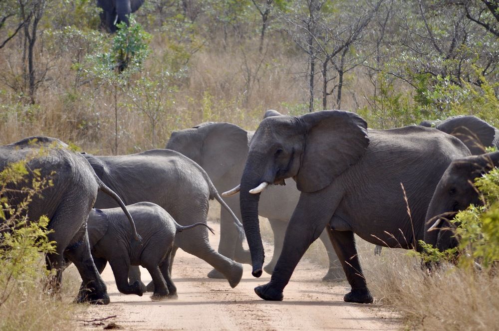 Elephants crossing