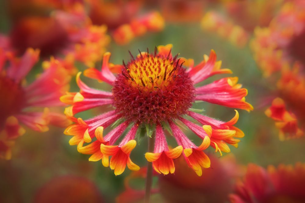 Цветок Метаморфоза. Гайлардия Бургунди.