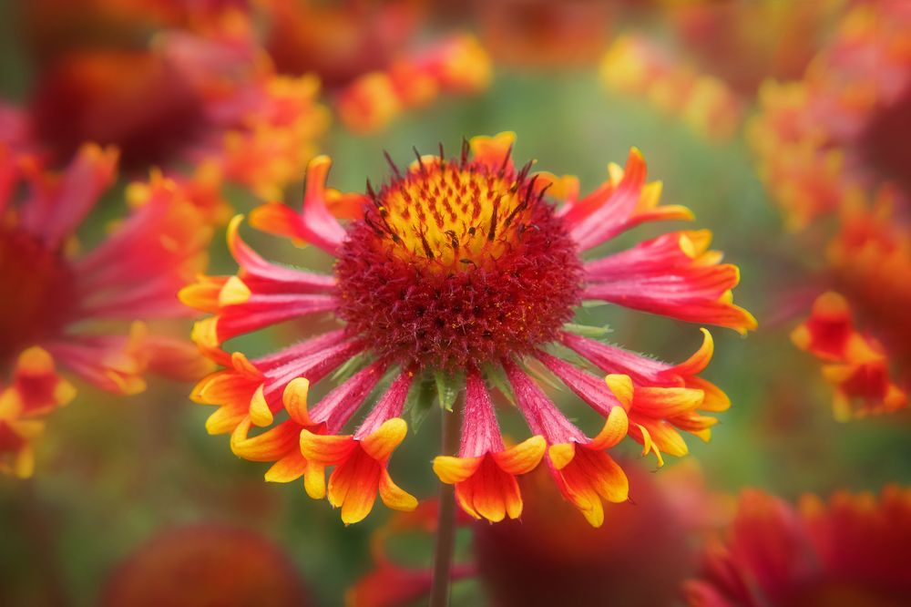 Photograph by Татьяна Колесникова