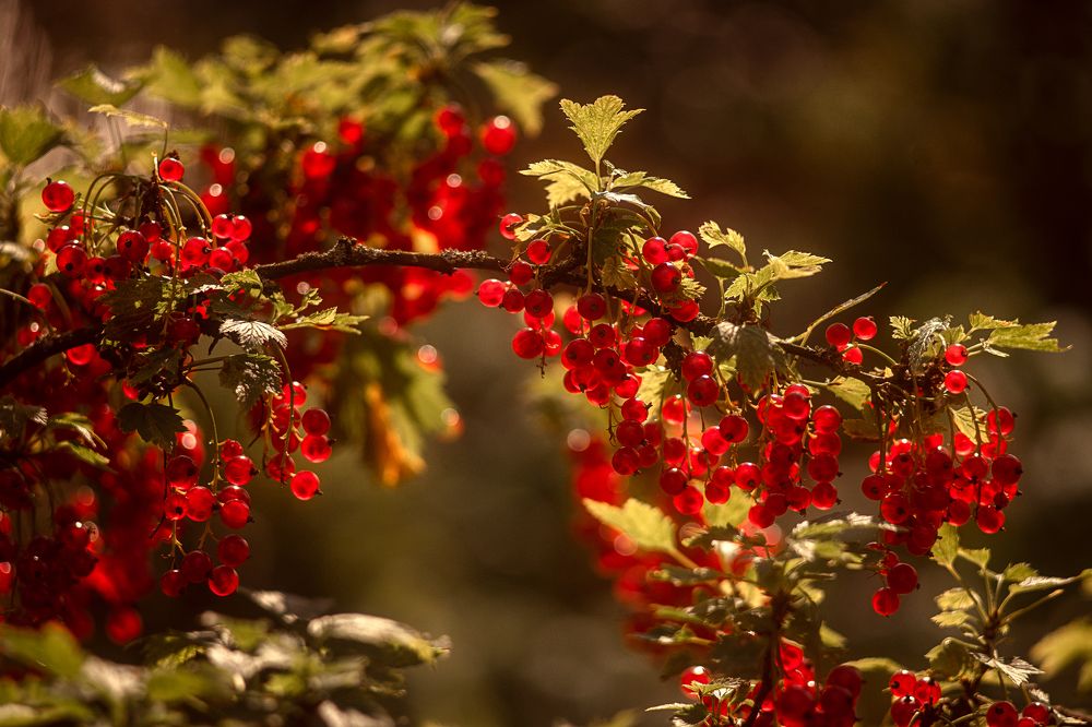 Фотография автора Анжелика