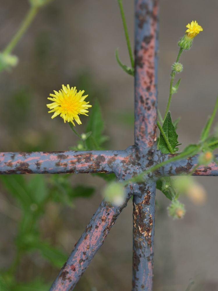 Душевный свет