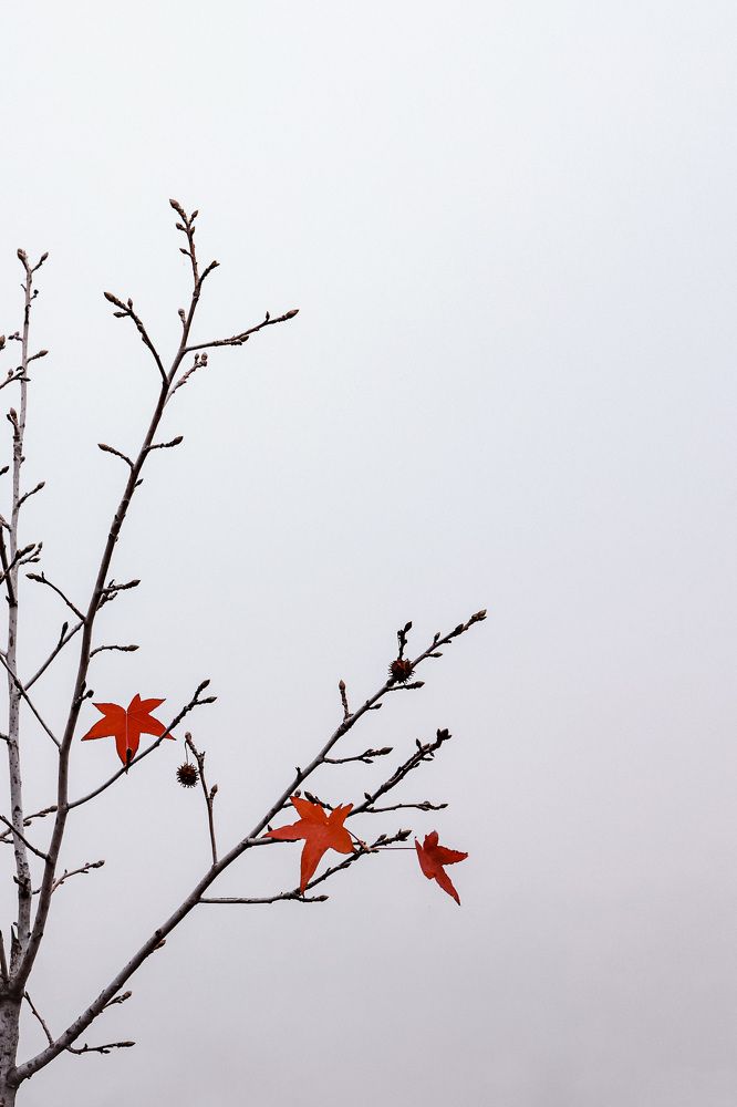 Photograph by Anna Mishina