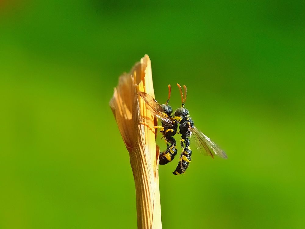 Photograph by Md Raihan