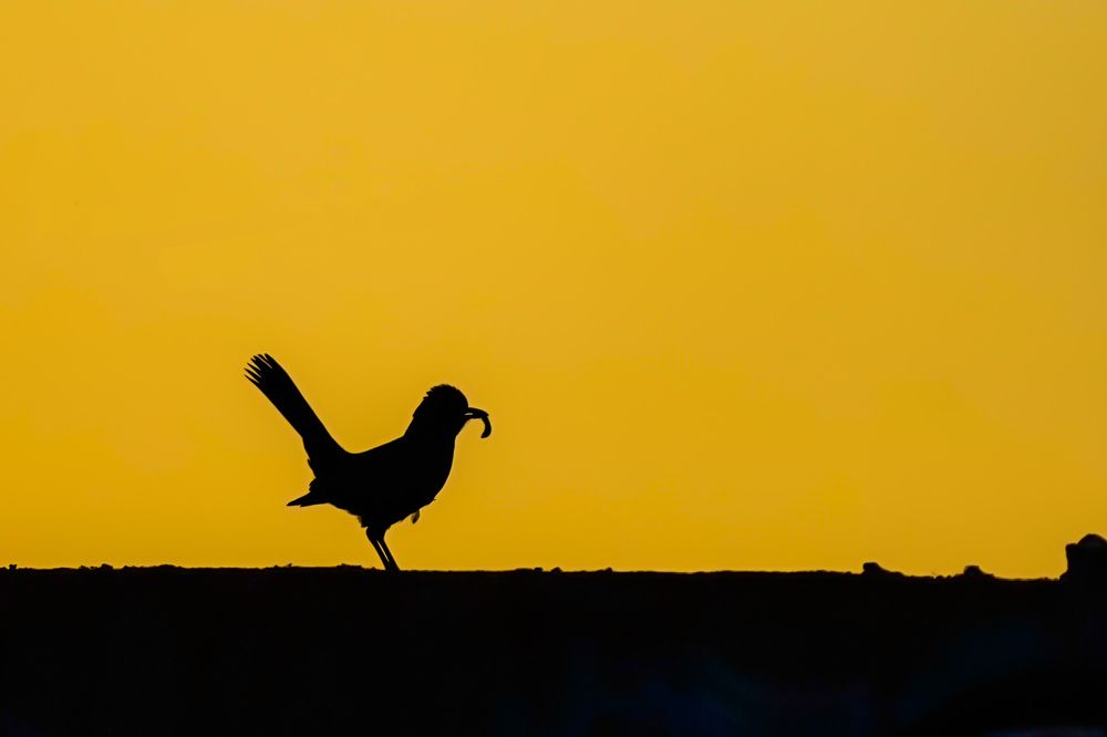 Фотография автора Jian Ma