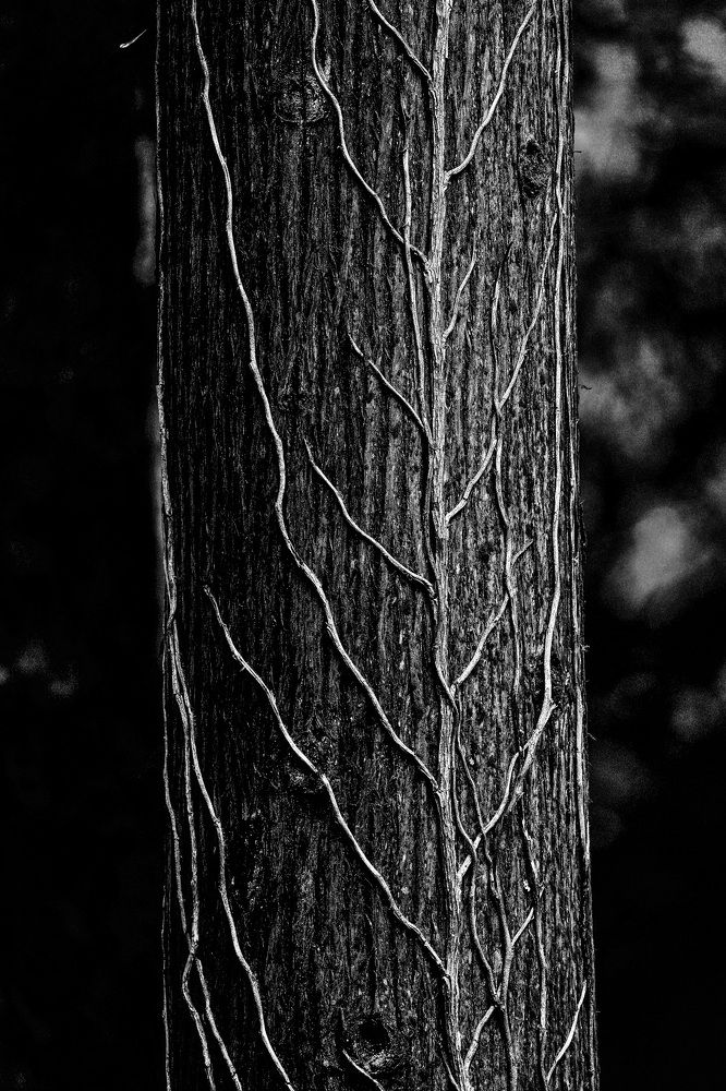 Фотография автора Jian Ma