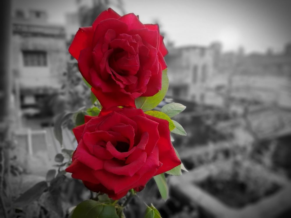 Photograph by Soumya Seal