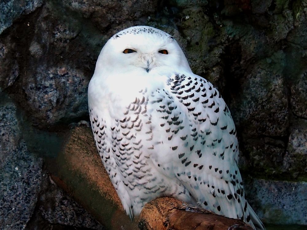Photograph by Наталия Романова