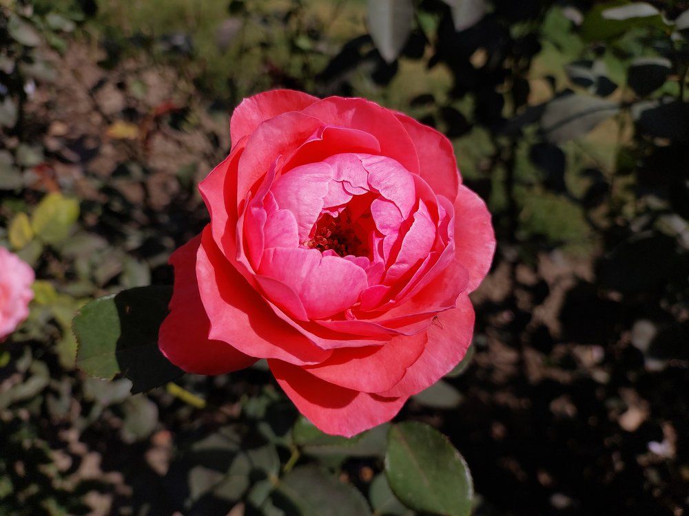 Photograph by Soumya Seal