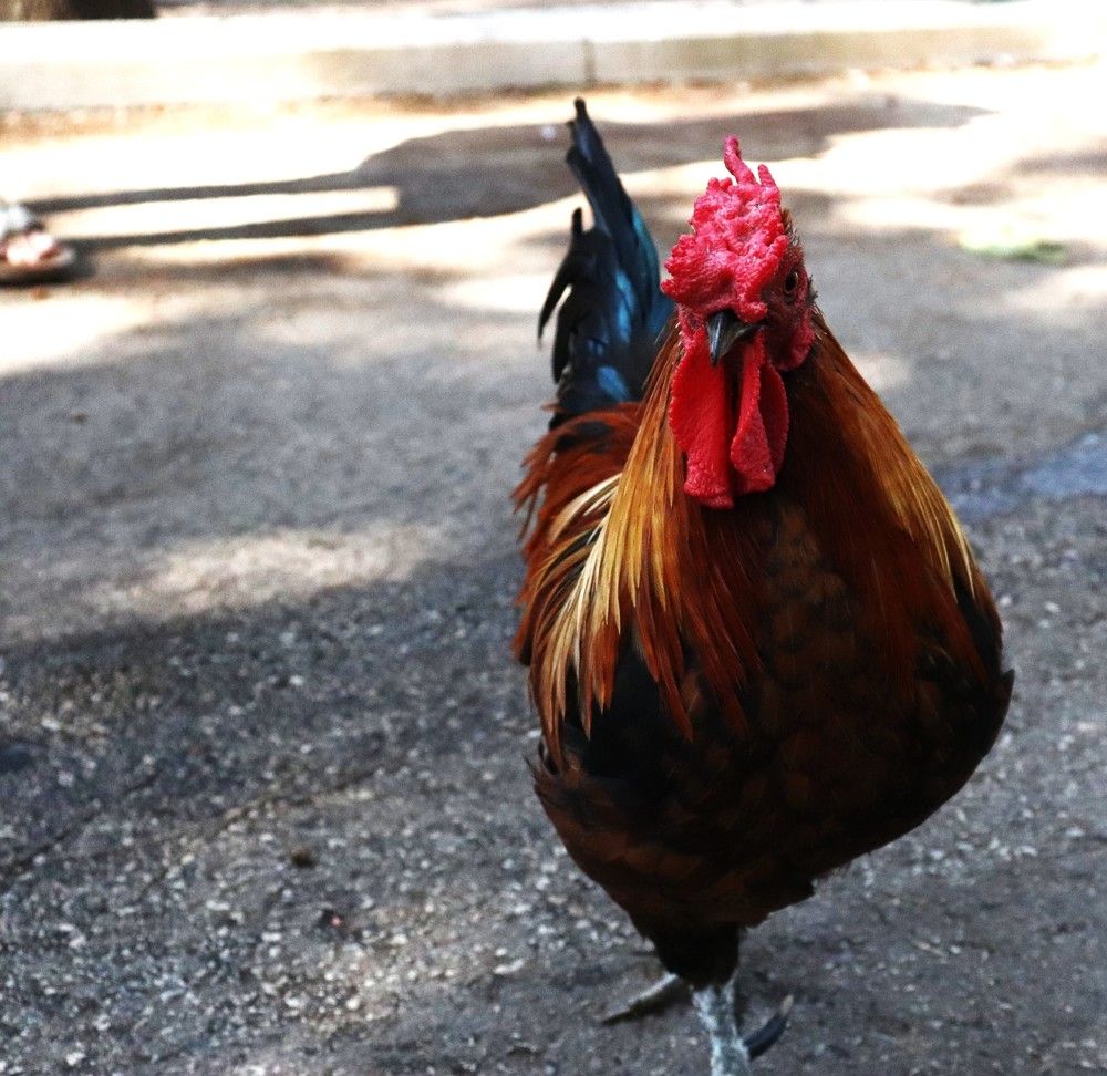 Photograph by Merav Zuberman Perkal