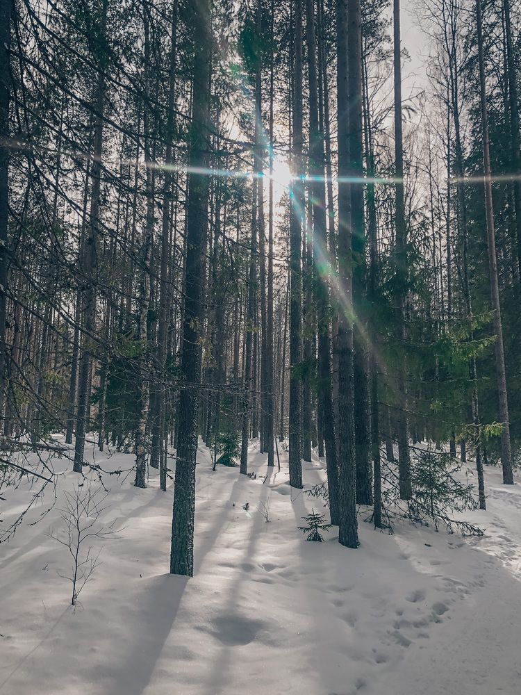 Яркие лучи солнца среди снега