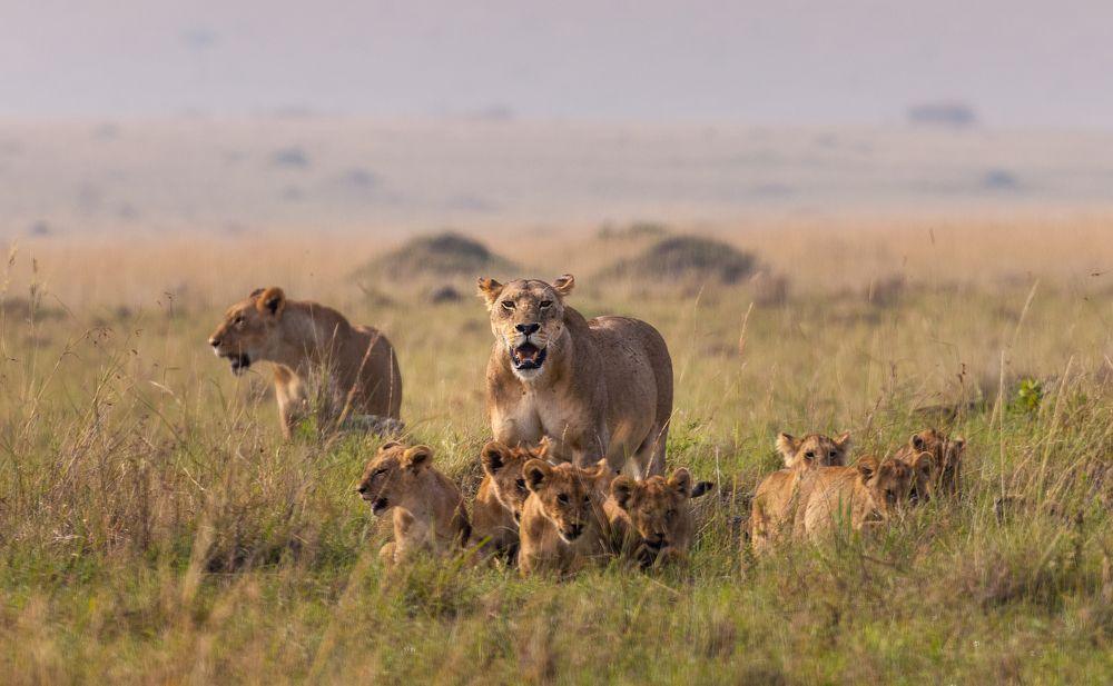 Photograph by Roman Bevzenko