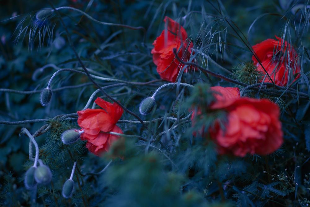 Photograph by Наталия Шляпина