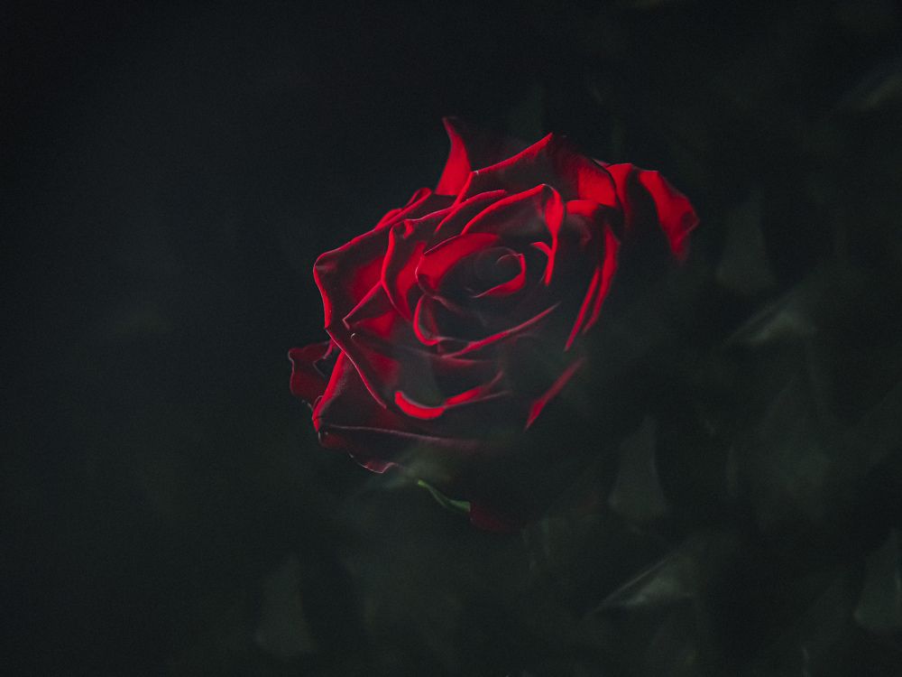 Photograph by Светлана Шибаршина