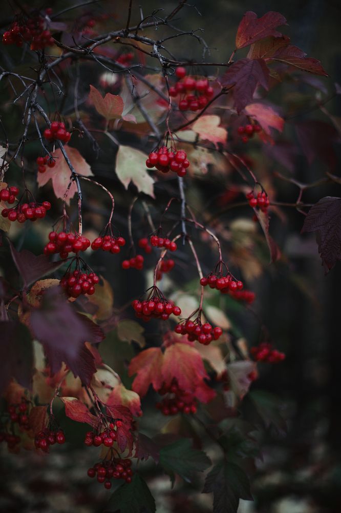 Фотография автора Анна Беляева