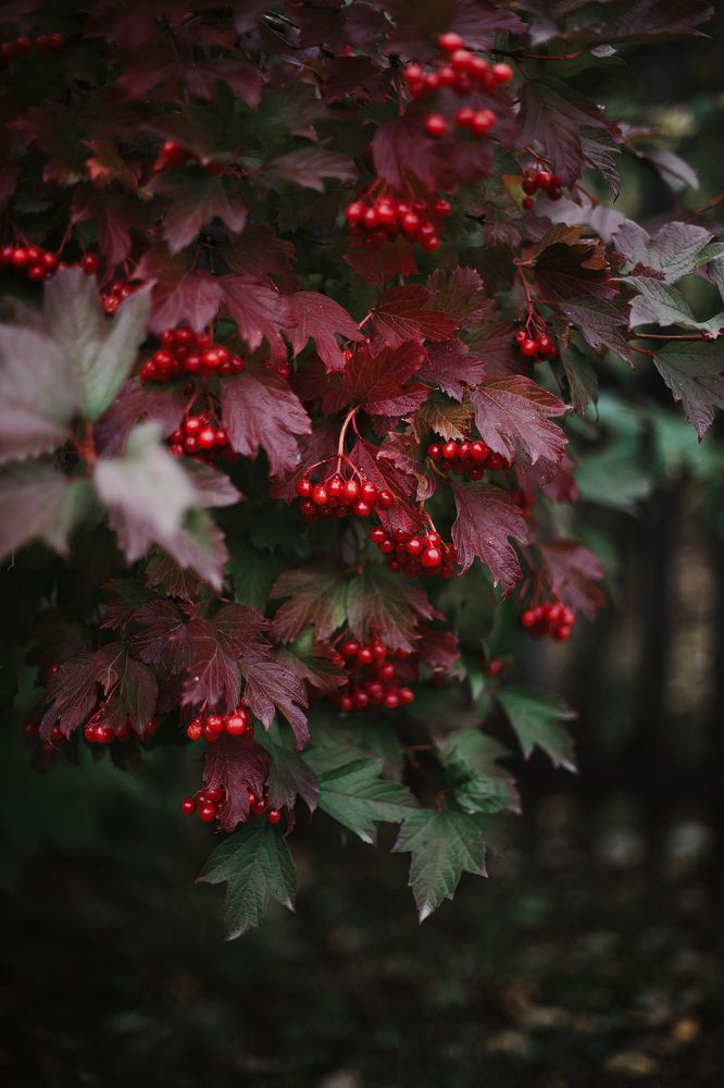 Фотография автора Анна Беляева