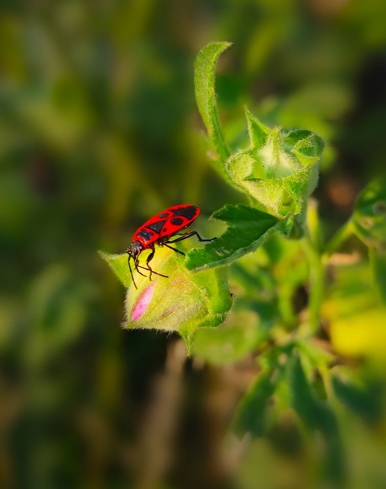 Photograph by Анастасия