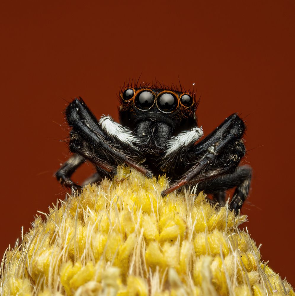 Adanson's House Jumper