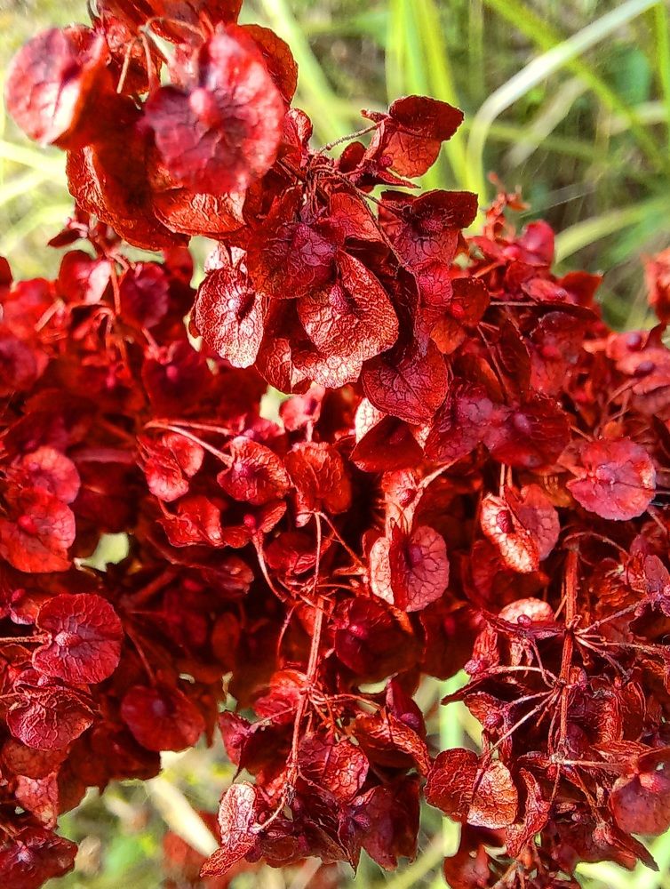 Photograph by Зоя Кулько