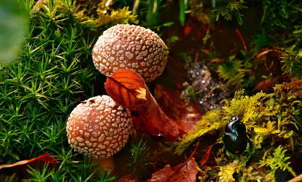 Photograph by Elena Wymann