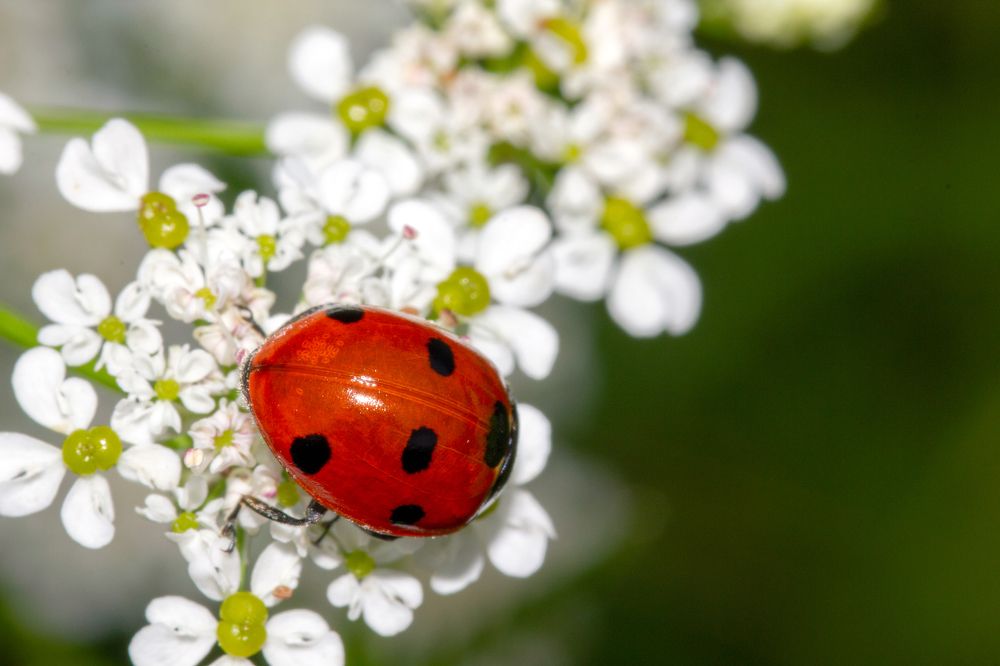 Photograph by Виталий Маслов