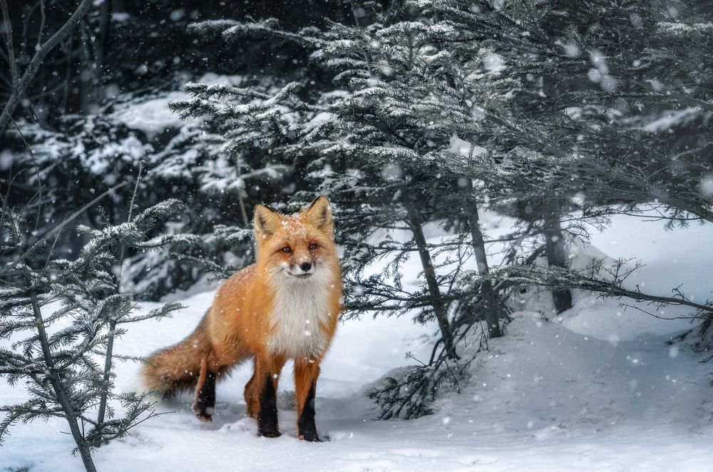 Photograph by Вероника Романенко