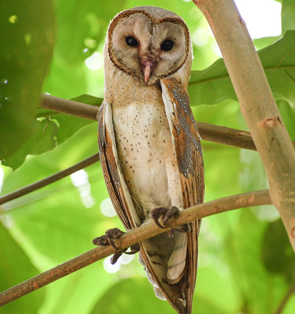 Photograph by Soumak bindu