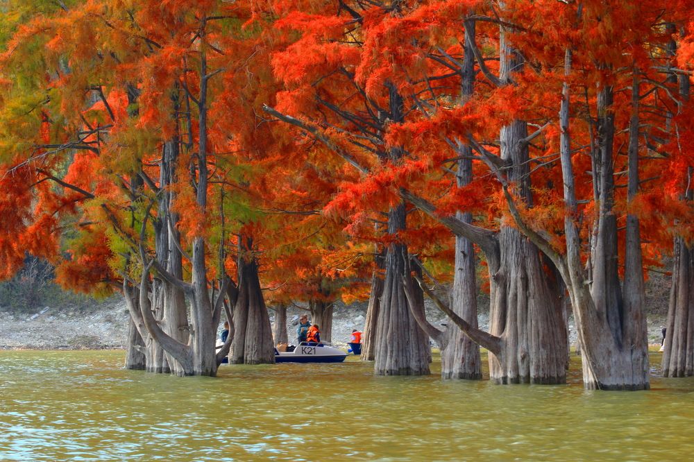 Болотные кипарисы на озере Сукко.