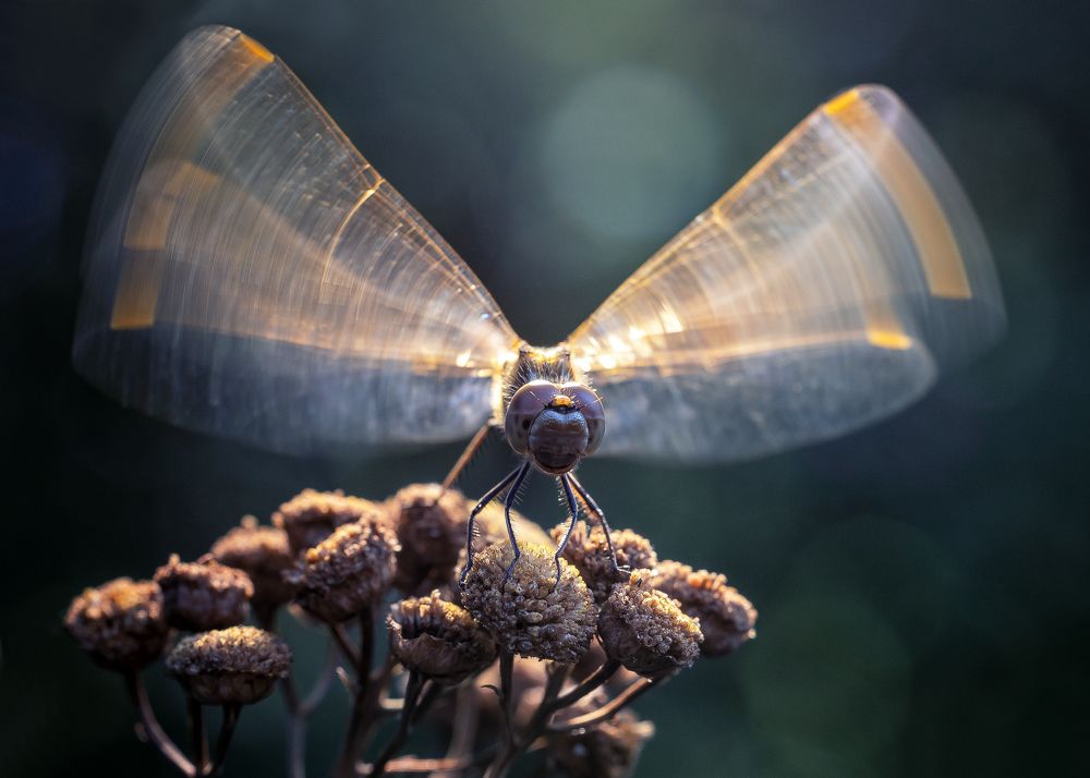 Photograph by Кузнецов Дмитрий