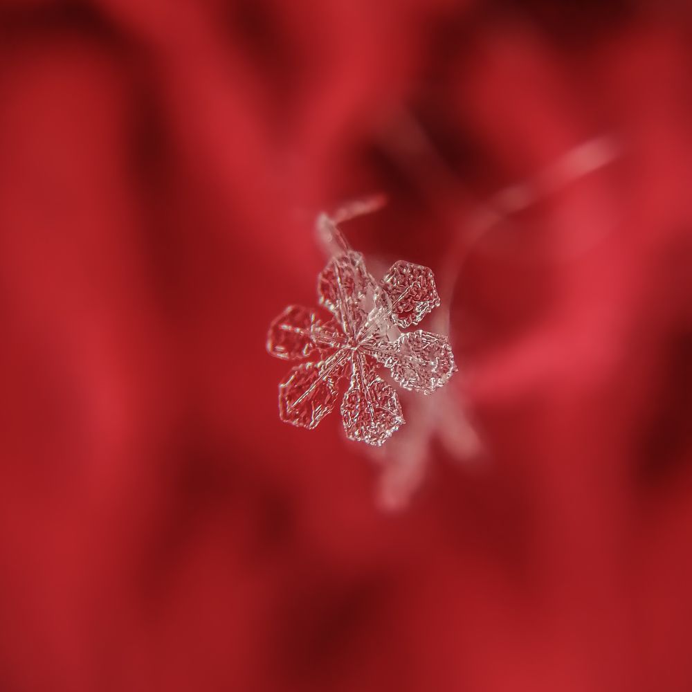 Photograph by Надежда Алешечкина