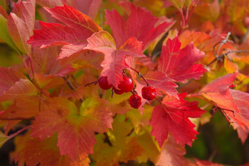 Photograph by Василий Быстрицкий