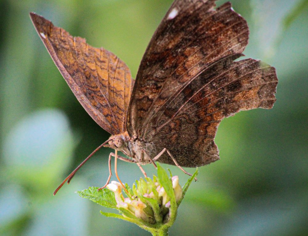 Photograph by Praveen kumar Sampath
