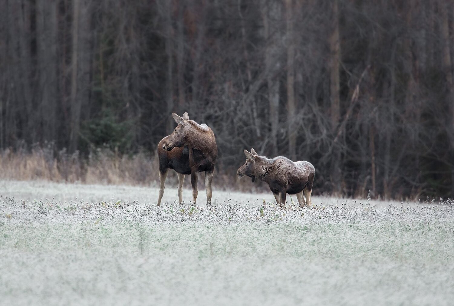 Photo #8382827
