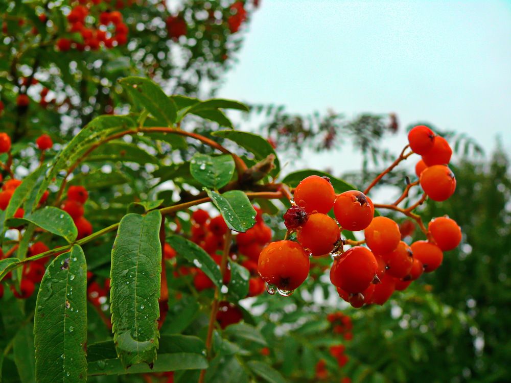 Фотография автора Анатолий Борисов