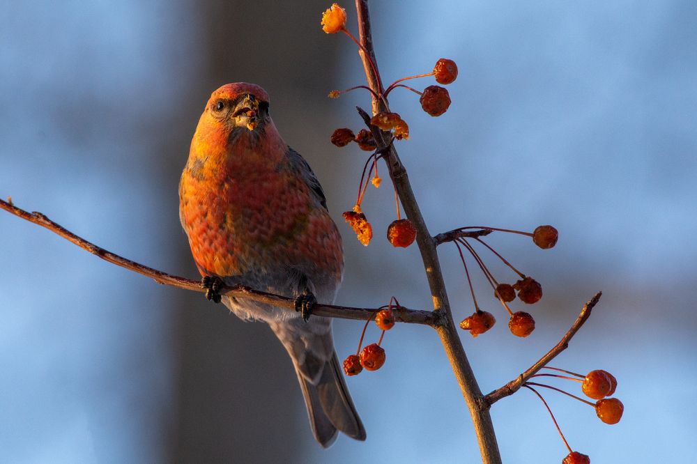 Photograph by Александр Перегудов